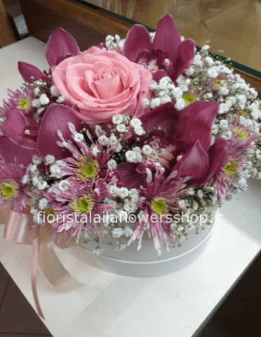 Pianta di sansevieria h. 45