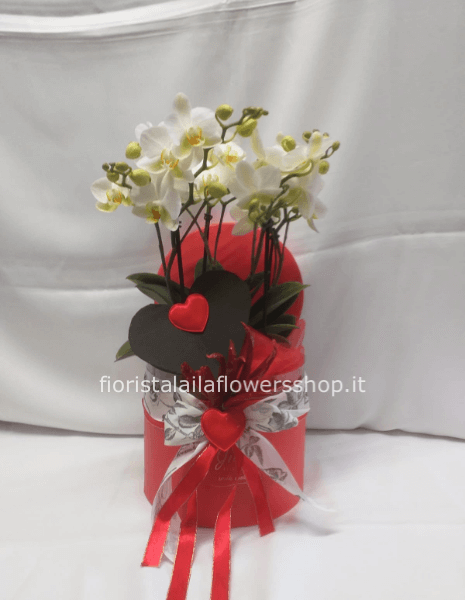 orchidea in scatola 