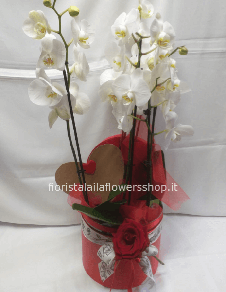 orchidea in scatola 