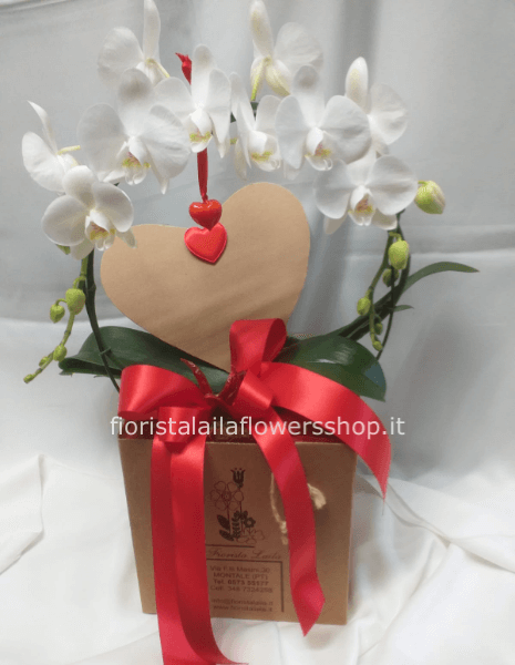 orchidea con scatola